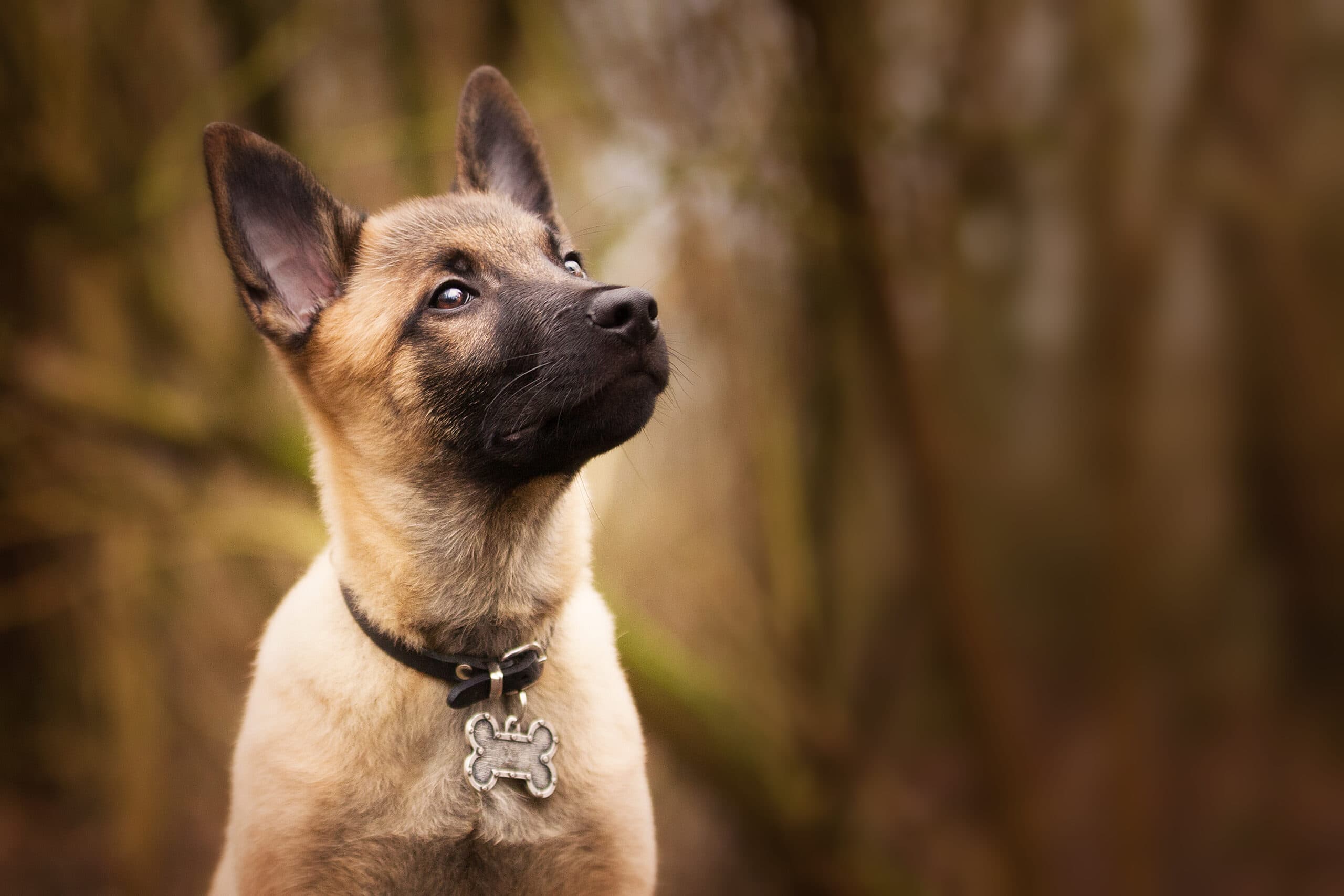 Jungehundegruppe