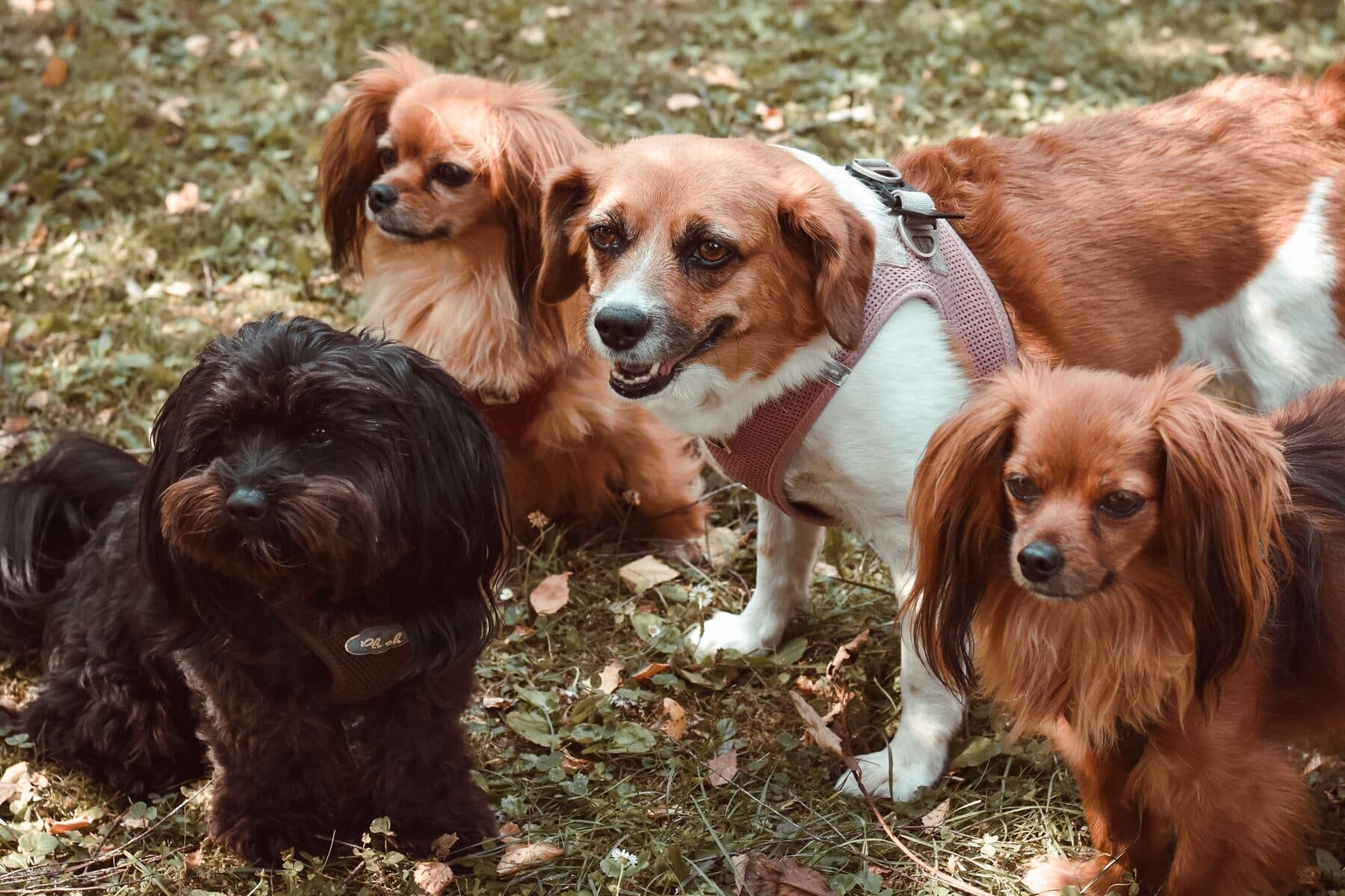 Kleinhundegruppe